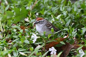 032 Sparrow, Chipping, 2023-05048675 Tower Hill Botanic Garden, MA